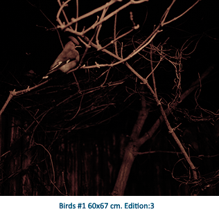 Birds #1