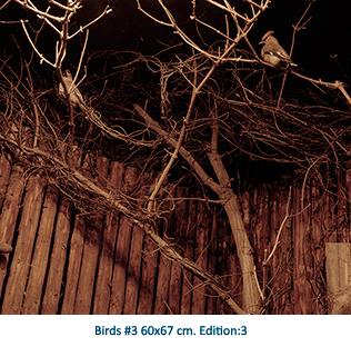 Birds #3