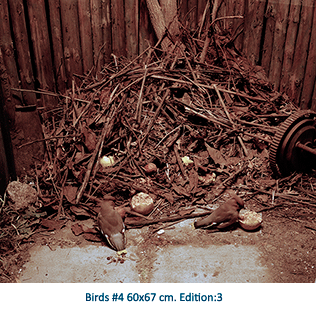 Birds #4