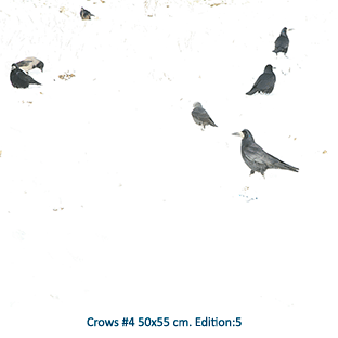 Crows #4