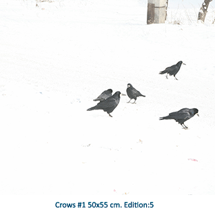 Crows #1