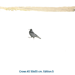 Crows #2