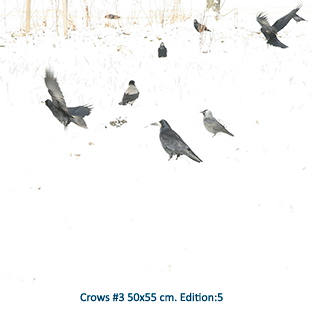 Crows #3