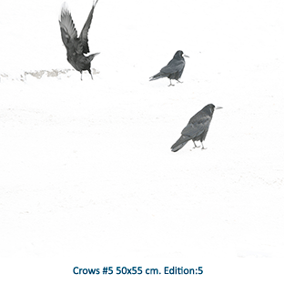 Crows #5