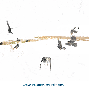 Crows #6