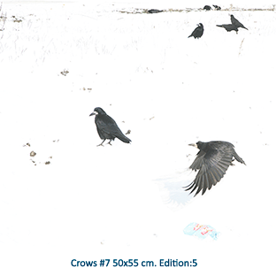 Crows #7