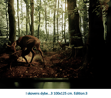 I skovens dybe...3