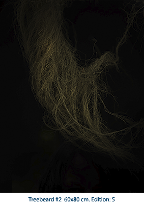 Treebeard #2 60x80 cm. Edition: 5