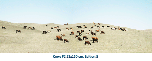 Cows #2
