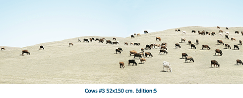 Cows #3