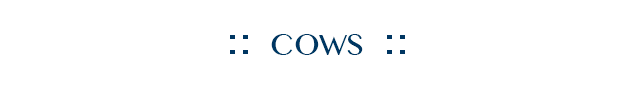 Cows Collection