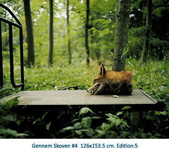 Gennem Skoven #4