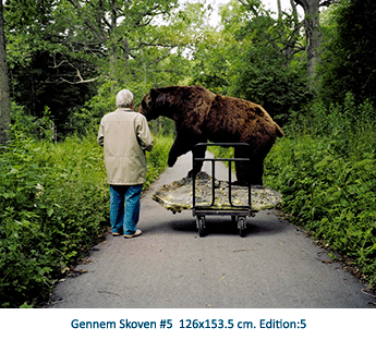 Gennem Skoven #5