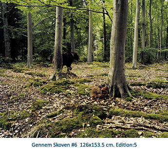 Gennem Skoven #6