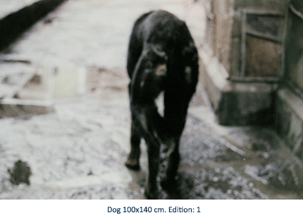 Dog