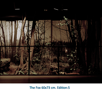 The Fox
